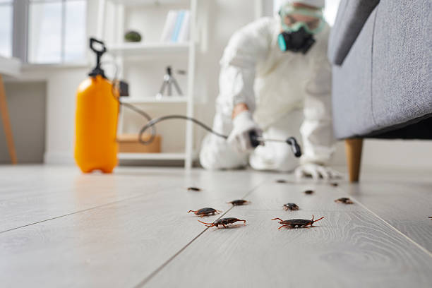 Post-Treatment Bed Bug Interceptor Monitoring in Hamshire